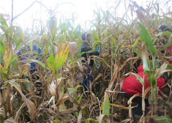 1 (129) 云南工程职业学院2019年五年制高职补报志愿时间