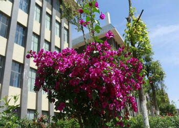 1 (453) 昆明城市职业学院2019年全日制中专报读条件