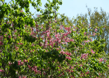 1 (77) 昆明宜良台湘学校2019年招生设置