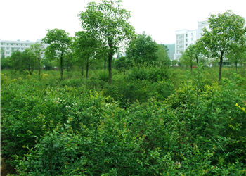 1 (54) 麒麟财经学校2019年三校生新增专业